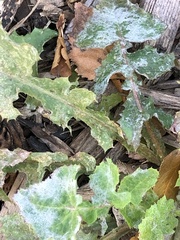 Golovinomyces sonchicola