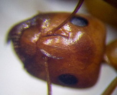 Camponotus fedtschenkoi