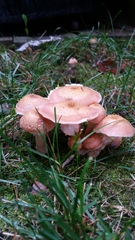 Fungi