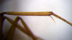 Camponotus fedtschenkoi