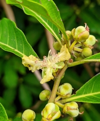Doliocarpus major