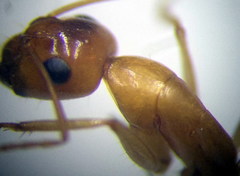 Camponotus fedtschenkoi