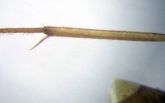 Camponotus fedtschenkoi