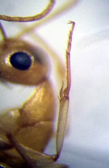 Camponotus fedtschenkoi