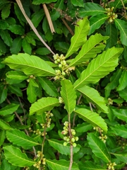 Doliocarpus major