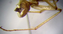 Camponotus fedtschenkoi