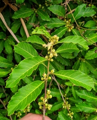 Doliocarpus major