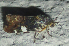 Acontia wallengreni