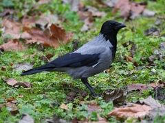 Corvus cornix