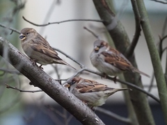 Passer domesticus