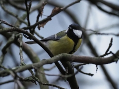 Parus major