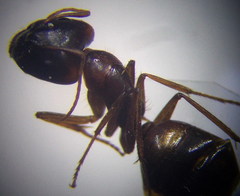 Camponotus fedtschenkoi