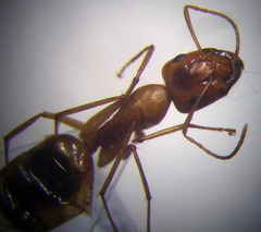 Camponotus fedtschenkoi