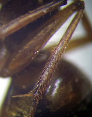 Camponotus fedtschenkoi