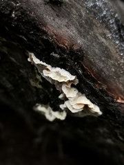 Skeletocutis amorpha