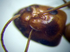 Camponotus fedtschenkoi