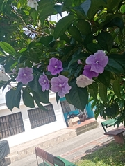 Brunfelsia pauciflora