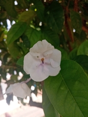 Brunfelsia pauciflora