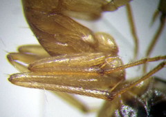 Camponotus fedtschenkoi