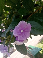 Brunfelsia pauciflora