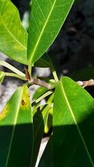 Ficus reflexa sechellensis