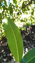 Ficus reflexa sechellensis