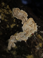 Skeletocutis amorpha