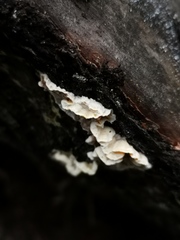 Skeletocutis amorpha