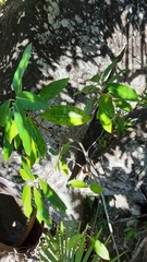 Ficus reflexa sechellensis