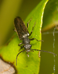 Pilipalpinae