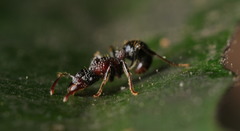 Stictoponera bicolor