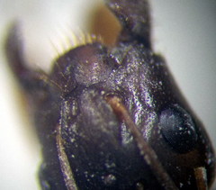 Camponotus fedtschenkoi