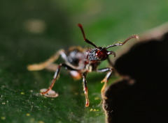 Stictoponera bicolor