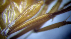 Camponotus fedtschenkoi