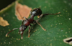 Stictoponera bicolor