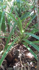 Pandanus multispicatus