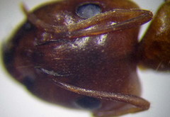 Camponotus fedtschenkoi