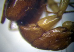 Camponotus fedtschenkoi