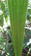 Pandanus multispicatus