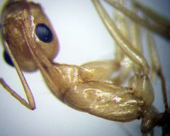 Camponotus fedtschenkoi