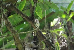 Muscicapa dauurica