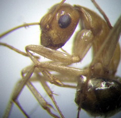 Camponotus fedtschenkoi