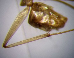 Camponotus fedtschenkoi