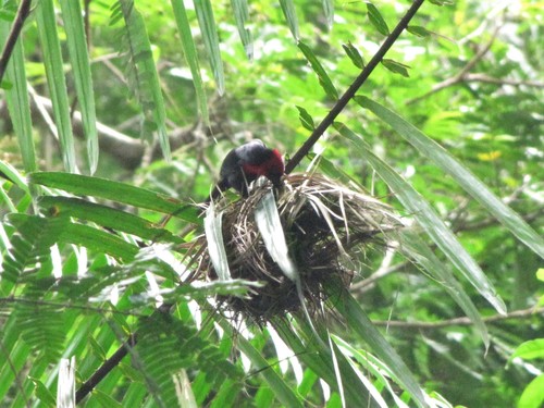 Crested Malimbe (Malimbus malimbicus), photo 2