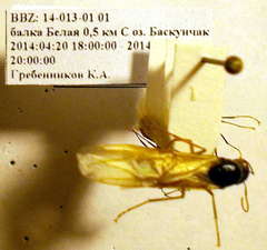 Camponotus fedtschenkoi