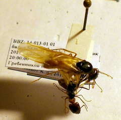 Camponotus fedtschenkoi