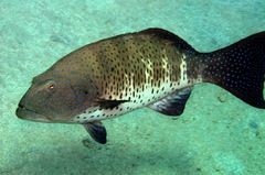 Plectropomus pessuliferus