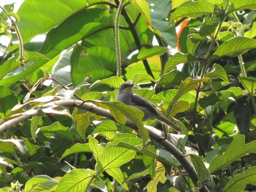 Gosling's Apalis (Apalis goslingi), photo 3