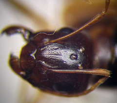 Camponotus fedtschenkoi