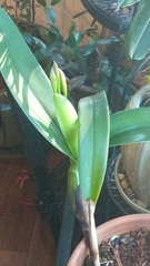 × Brassocattleya